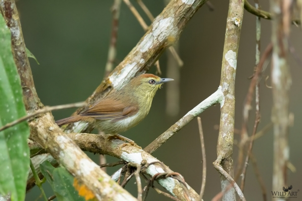 Babblers, Scimitar Babblers (Timaliidae)