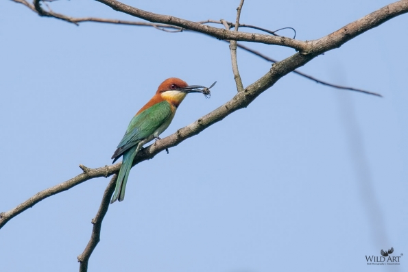 Bee-eaters (Meropidae)
