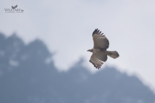 Birds of Prey (Accipitridae)