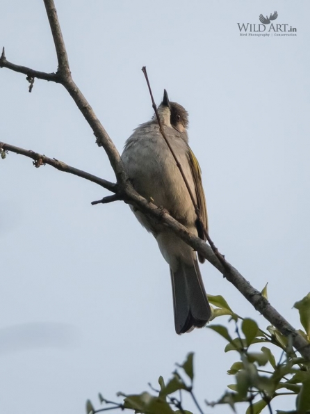 Ashy Bulbul