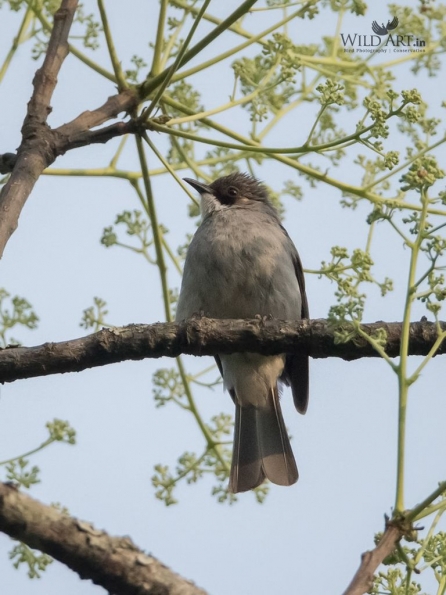 Ashy Bulbul