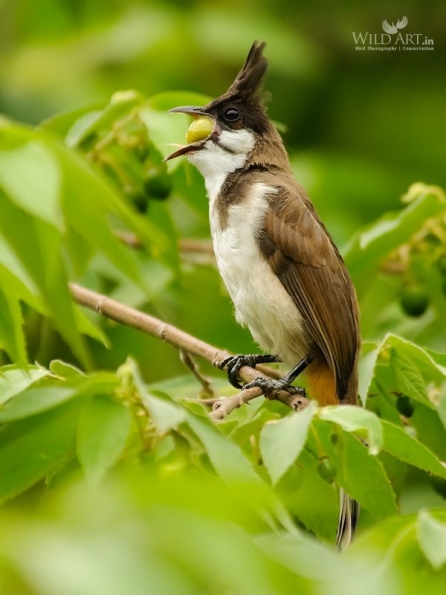Bulbuls (Pycnonotidae)