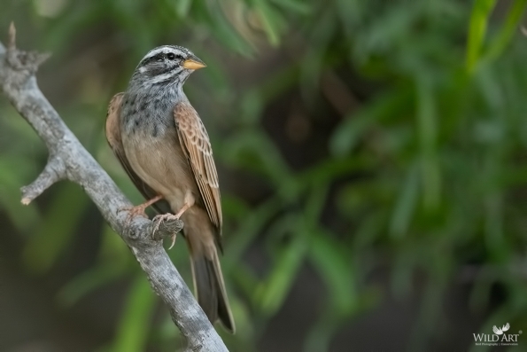 Buntings (Emberizidae)