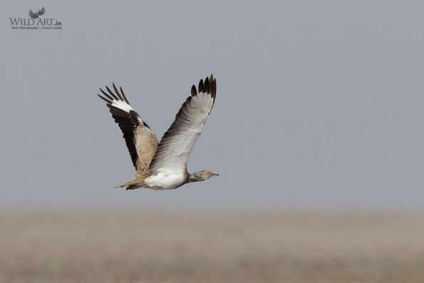 Bustards (Otididae)