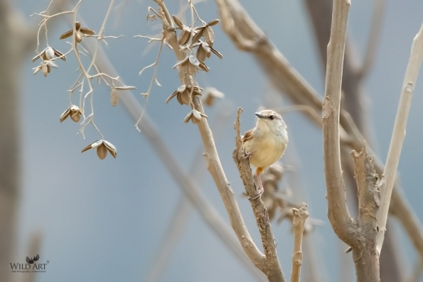 Cisticolas & Allies (Cisticolidae)