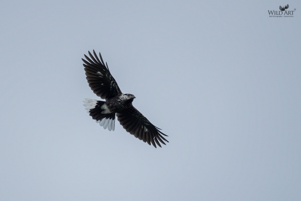 Crows, Jays (Corvidae)