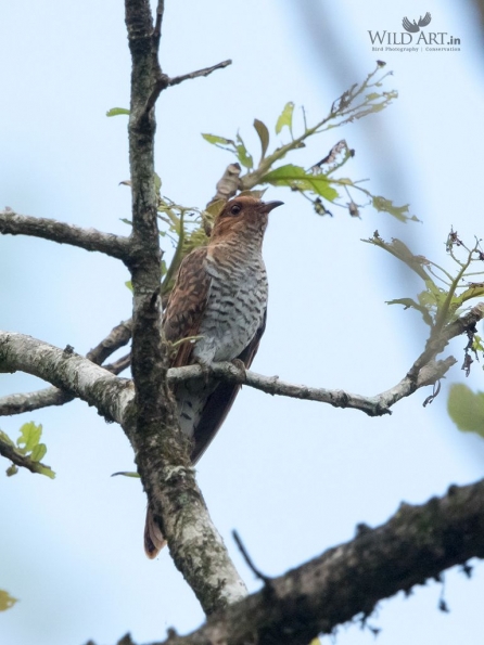 Cuckoos (Cuculidae)