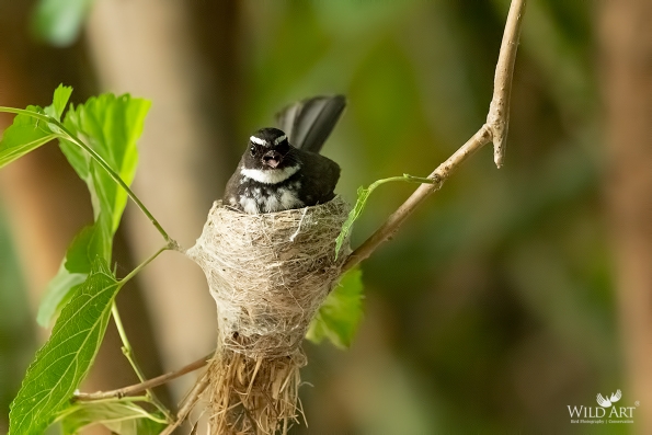 White-spotted Fantail
