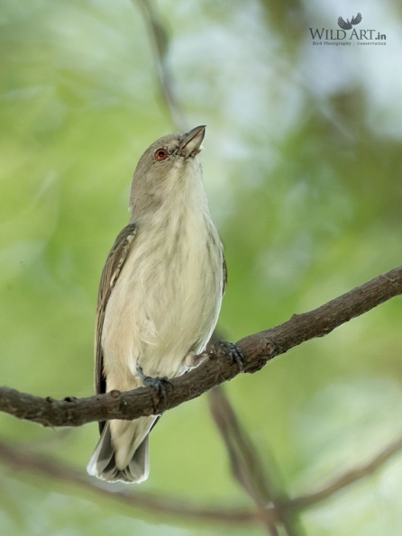 Flowerpeckers (Dicaeidae)