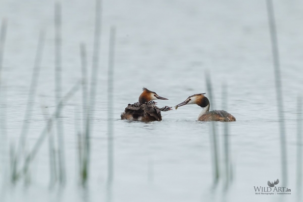 Great Crested Grebe