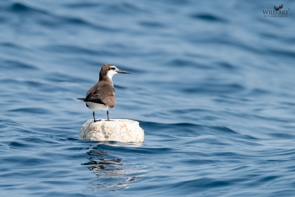 Gulls, Terns, Skimmers (Laridae)