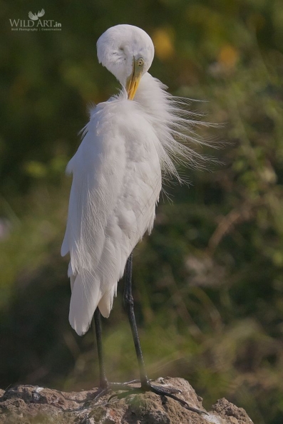 Herons, Bitterns (Ardeidae)