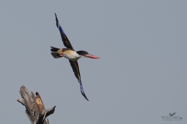 Black-capped Kingfisher