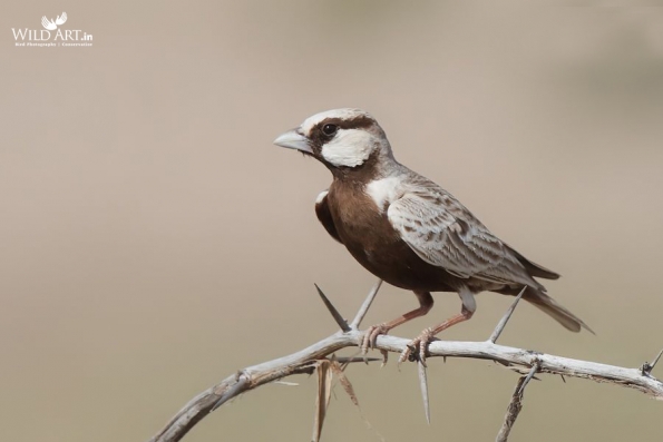 Ashy-crowned Sparrow-Lark