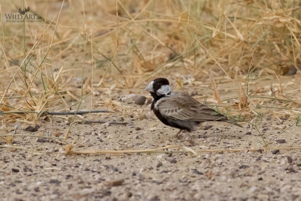 Black-crowned Sparrow-Lark