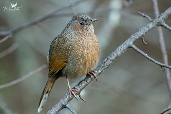 Laughingthrushes & Allies (Leiothrichidae)