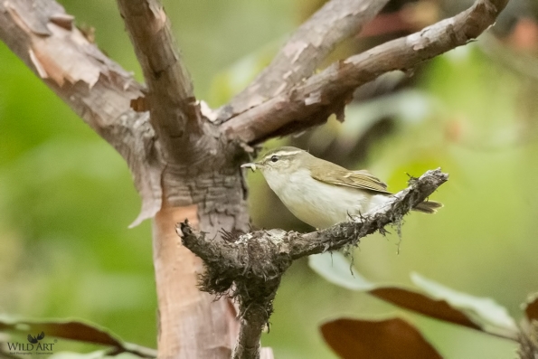 Leaf Warblers & Allies (Phylloscopidae)