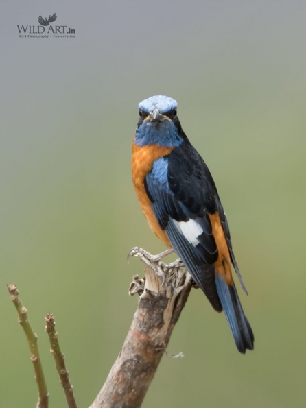 Old World Flycatchers (Muscicapidae)