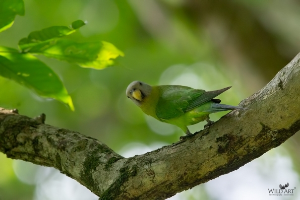 Blossom-headed Parakeet