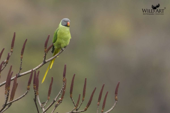 Old World Parrots (Psittaculidae)