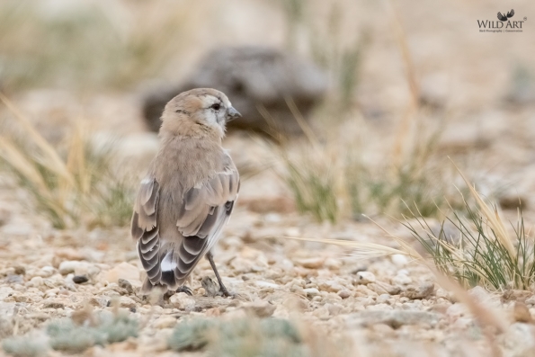 Old World Sparrows, Snowfinches (Passeridae)