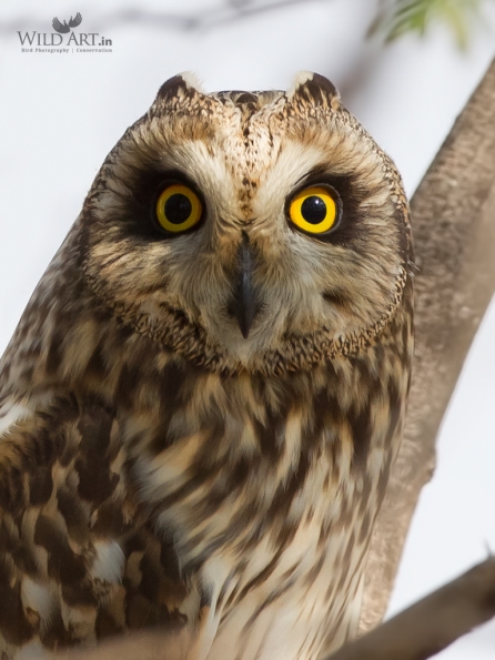 Short-eared Owl