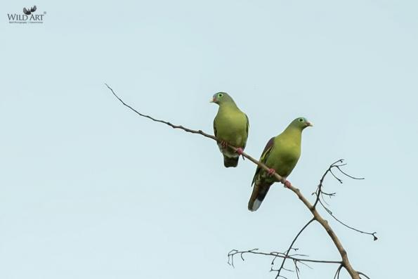 Pigeons & Doves (Columbidae)
