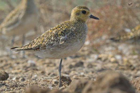 Plovers & Lapwings (Charadriidae)