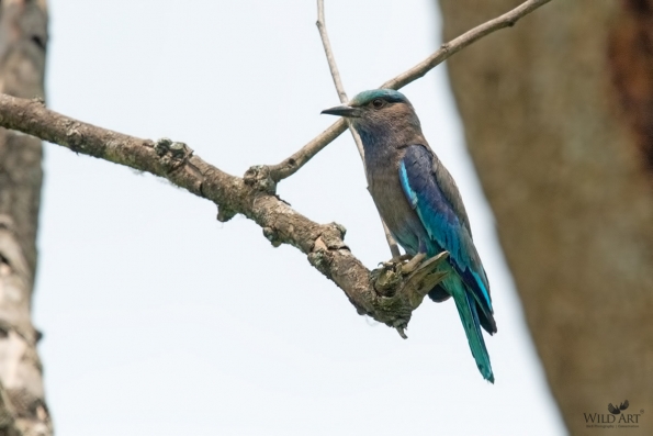Indo-chinese Roller