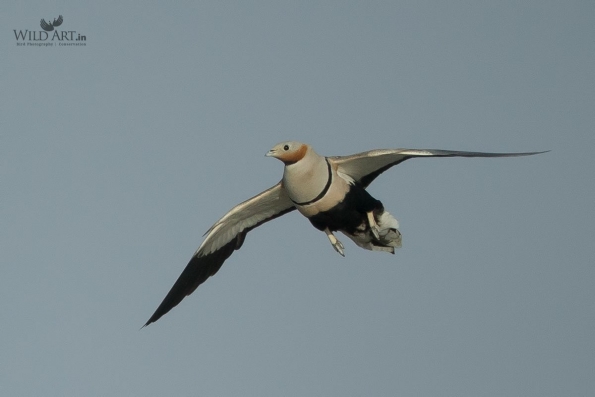 Sandgrouses (Pteroclidae)