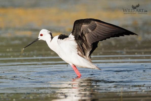 Stilts, Avocets (Recurvirostridae)