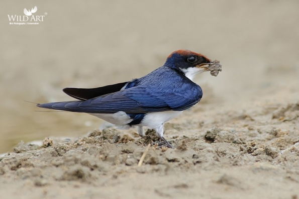 Swallows, Martins (Hirundinidae)