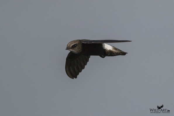 Swifts (Apodidae)
