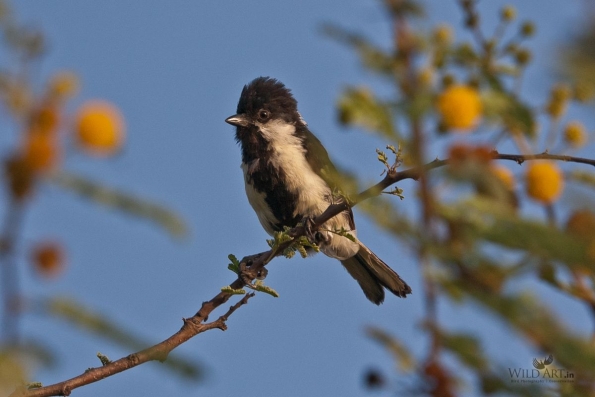 Tits (Paridae)