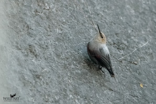 Wallcreeper
