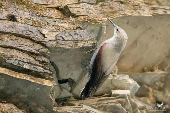 Wallcreeper