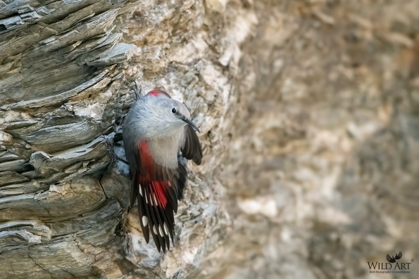Wallcreeper