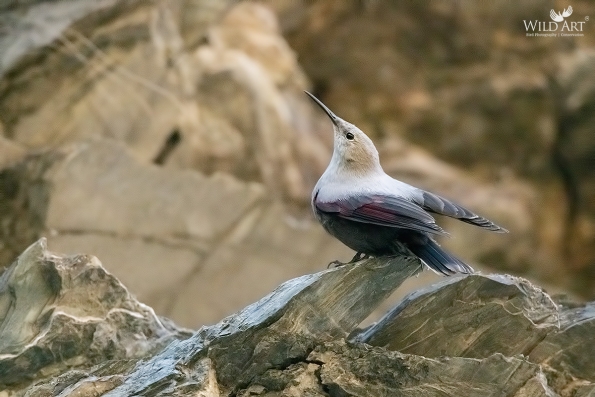 Wallcreeper
