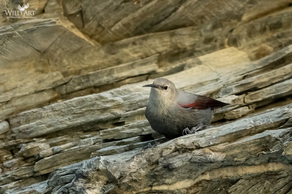 Wallcreeper