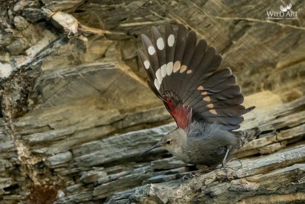 Wallcreeper