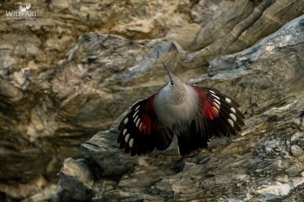 Wallcreeper