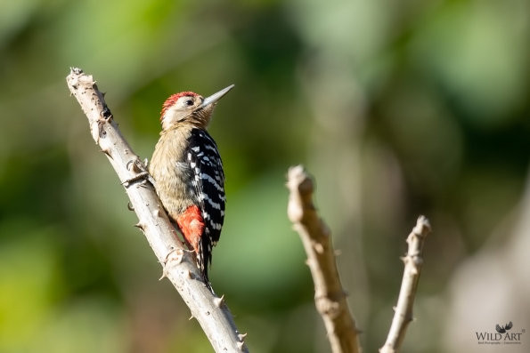 Woodpeckers (Picidae)