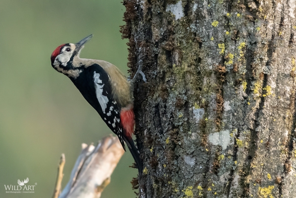 Woodpeckers (Picidae)