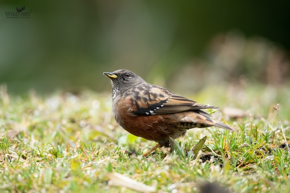 Accentors (Prunellidae)