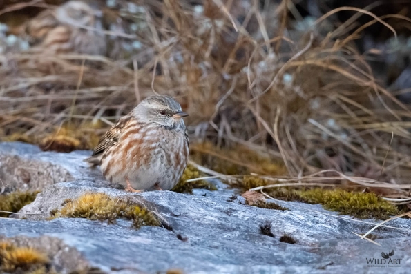 Accentors (Prunellidae)