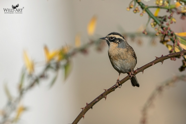 Accentors (Prunellidae)