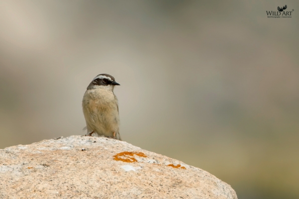 Accentors (Prunellidae)
