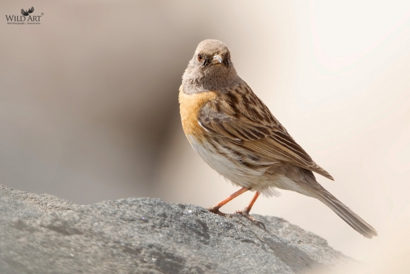 Accentors (Prunellidae)