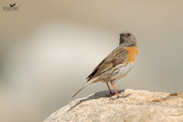 Accentors (Prunellidae)