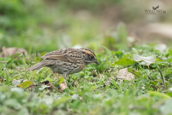Accentors (Prunellidae)